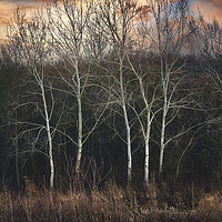 Buy canvas prints of The graceful dance of white birches in the forest by Dejan Travica