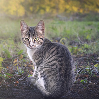 Buy canvas prints of A little kitten is looking straight into your eyes by Dejan Travica