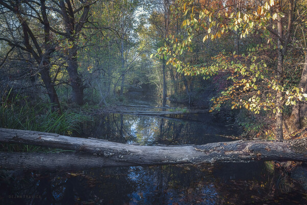 Small forest river in autumn Picture Board by Dejan Travica
