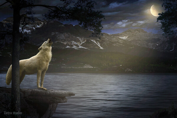 White Wolf Howling Picture Board by Dejan Travica