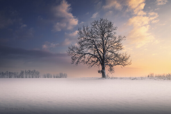 Winter idyll Picture Board by Dejan Travica
