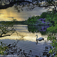 Buy canvas prints of Swan at Sunset on Bolam Lake, Northumberland by Keith Dawson