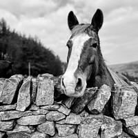 Buy canvas prints of Gorgeous horse by Lucy Mead