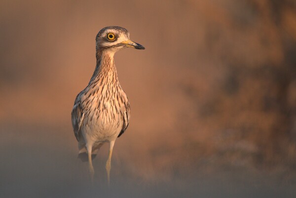 Eurasian stone-curlew Picture Board by José Diogo