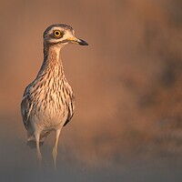 Buy canvas prints of Eurasian stone-curlew by José Diogo