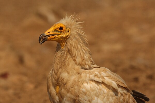 Egyptian vulture Picture Board by José Diogo