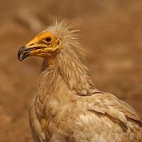 Buy canvas prints of Egyptian vulture by José Diogo