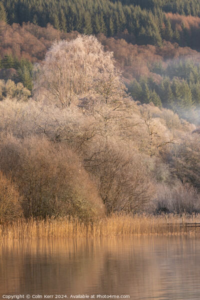 Frosty tree in the mist Picture Board by Colin Kerr