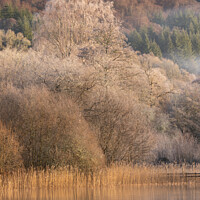 Buy canvas prints of Frosty tree in the mist by Colin Kerr