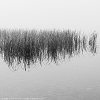 Buy canvas prints of The reeds by Colin Kerr