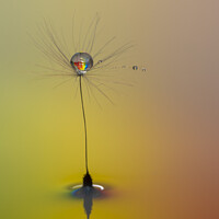 Buy canvas prints of Waterdrops on a Dandelion by Colin Kerr
