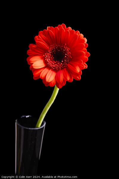 Red Germini in Vase  Picture Board by Colin Kerr
