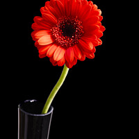 Buy canvas prints of Red Germini in Vase  by Colin Kerr