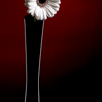 Buy canvas prints of White Germini in Vase  by Colin Kerr