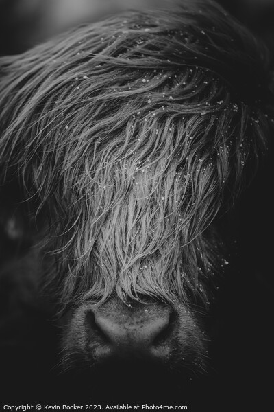 Highland cow portrait  Picture Board by Kevin Booker