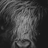 Buy canvas prints of Highland cow portrait  by Kevin Booker