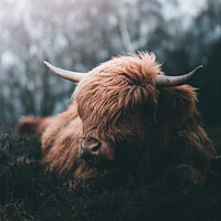 Buy canvas prints of A close up of an animal by Kevin Booker