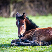 Buy canvas prints of Dales pony foal  by Graham Mitchell