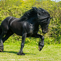 Buy canvas prints of Dales pony black stallion  by Graham Mitchell