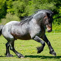 Buy canvas prints of Dales pony stallion  by Graham Mitchell