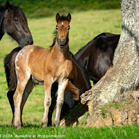 Buy canvas prints of Bay roan colt foal in herd  by Graham Mitchell