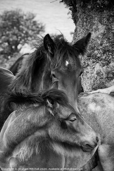 dales pony foals in black and white  Picture Board by Graham Mitchell