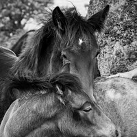 Buy canvas prints of dales pony foals in black and white  by Graham Mitchell