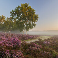 Buy canvas prints of Heather in the Mist by Daniel Gray