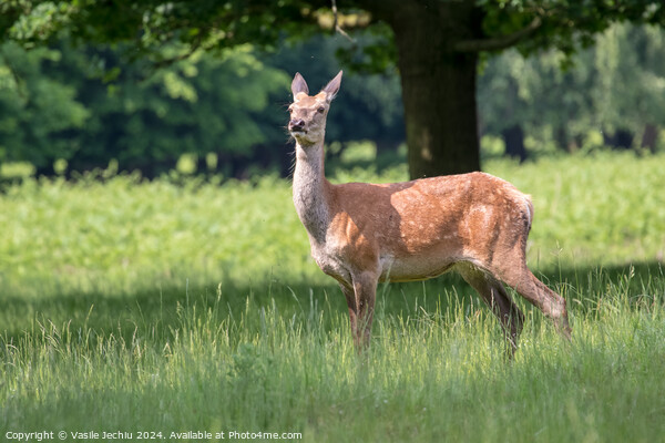 A deer standing on a lush green field Picture Board by Man And Life