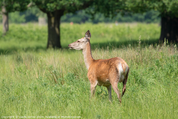 A deer standing on a lush green field Picture Board by Man And Life