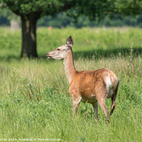Buy canvas prints of A deer standing on a lush green field by Man And Life