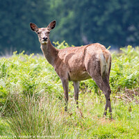 Buy canvas prints of A deer standing on a lush green field by Man And Life