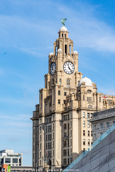 Royal Liver Building Picture Board by Man And Life