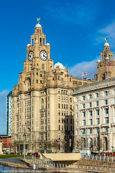 Royal Liver Building Picture Board by Man And Life