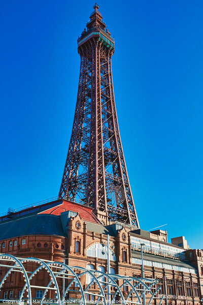 Blackpool Tower Picture Board by Man And Life