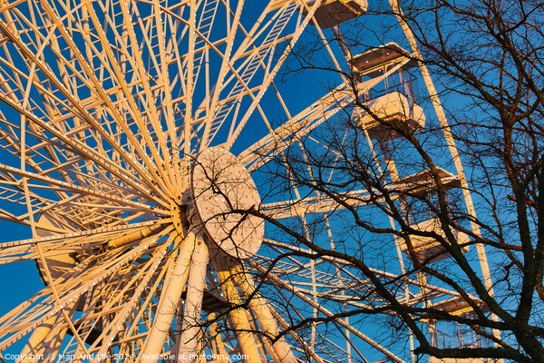 A ferris wheel against a clear blue sky at sunset, with trees in the foreground. Picture Board by Man And Life