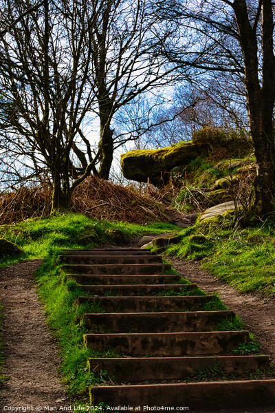 Stone steps leading up a lush green hillside with bare trees against a clear sky at Brimham Rocks, in North Yorkshire Picture Board by Man And Life