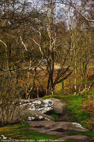 Tranquil forest scene with birch trees and a rocky path, showcasing the serene beauty of nature at Brimham Rocks, in North Yorkshire Picture Board by Man And Life