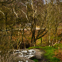 Buy canvas prints of Tranquil forest scene with birch trees and a rocky path, showcasing the serene beauty of nature at Brimham Rocks, in North Yorkshire by Man And Life
