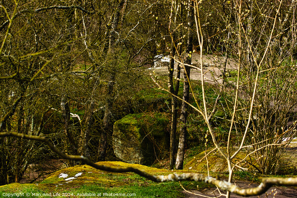 Serene woodland scene with moss-covered rocks and meandering stream, showcasing the tranquility of nature at Brimham Rocks, in North Yorkshire Picture Board by Man And Life