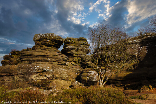Dramatic landscape with weathered rock formations and a solitary tree under a cloudy sky at Brimham Rocks, in North Yorkshire Picture Board by Man And Life