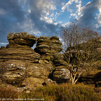 Buy canvas prints of Dramatic landscape with weathered rock formations and a solitary tree under a cloudy sky at Brimham Rocks, in North Yorkshire by Man And Life