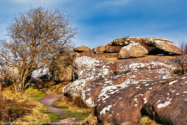 Scenic view of a rocky outcrop with lichen spots, a leafless tree, and a clear blue sky in the countryside at Brimham Rocks, in North Yorkshire Picture Board by Man And Life