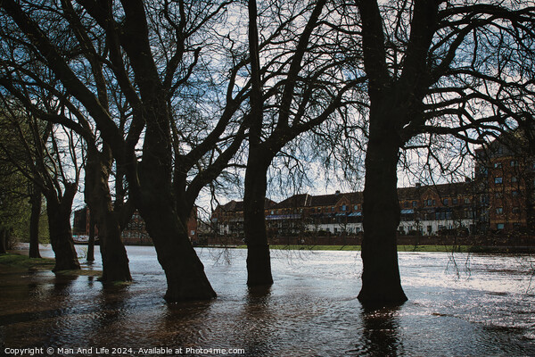 Silhouetted trees line a flooded urban street with historical buildings in the background, under a cloudy sky, conveying a moody and dramatic atmosphere in York, North Yorkshire, England. Picture Board by Man And Life