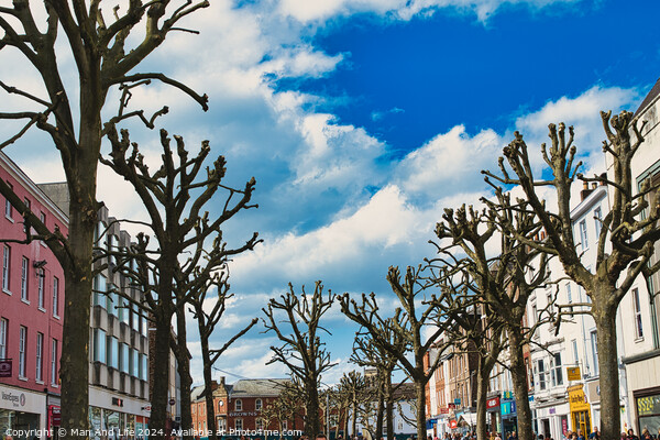 Leafless trees line a vibrant urban street with colorful buildings under a blue sky with fluffy clouds, creating a stark contrast between nature and city life in York, North Yorkshire, England. Picture Board by Man And Life