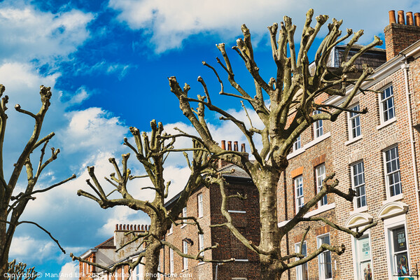 Leafless pruned tree branches against a blue sky with fluffy clouds, with a backdrop of traditional brick townhouses, showcasing urban nature and architecture in York, North Yorkshire, England. Picture Board by Man And Life