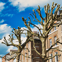Buy canvas prints of Leafless pruned tree branches against a blue sky with fluffy clouds, with a backdrop of traditional brick townhouses, showcasing urban nature and architecture in York, North Yorkshire, England. by Man And Life