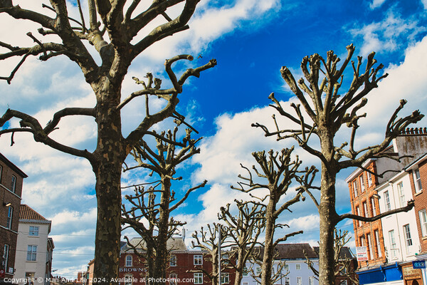 Leafless trees against a vibrant blue sky with fluffy clouds, showcasing a stark contrast between nature and the colorful facades of urban buildings in the background in York, North Yorkshire, England. Picture Board by Man And Life
