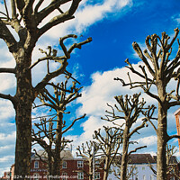 Buy canvas prints of Leafless trees against a vibrant blue sky with fluffy clouds, showcasing a stark contrast between nature and the colorful facades of urban buildings in the background in York, North Yorkshire, England. by Man And Life