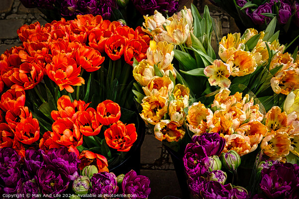Vibrant tulips in orange, yellow, and purple hues, freshly bloomed and displayed at a flower market, showcasing the beauty of spring florals in York, North Yorkshire, England. Picture Board by Man And Life